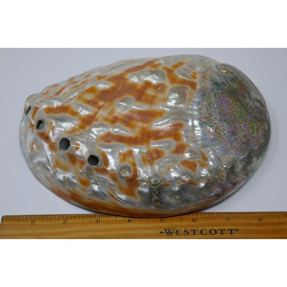 Large Red Abalone Haliotis rufescens Iridescent MOP 8x6 Shell